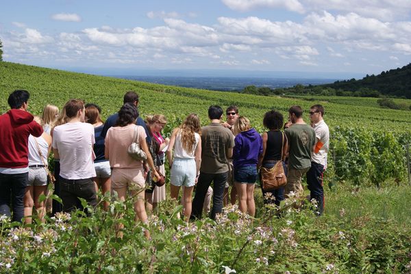 A vineyard tour in Beaujolais