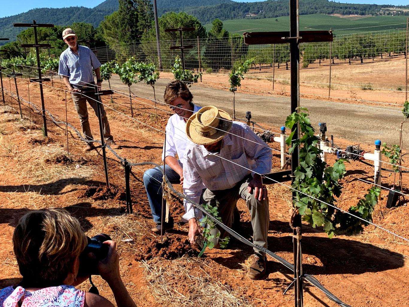 The inaugural planting of the control vines (Cabernet Sauvignon clone 8/St. George).