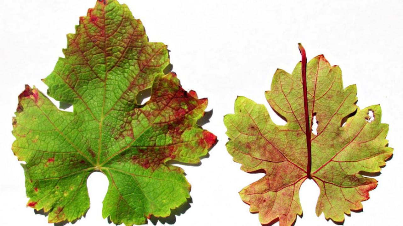 photo of leaves with red blotch disease