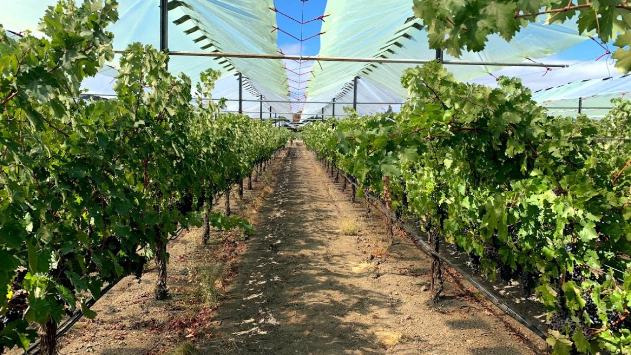 vines under plastic
