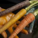 Image of hands holding purple, yellow and orange carrots