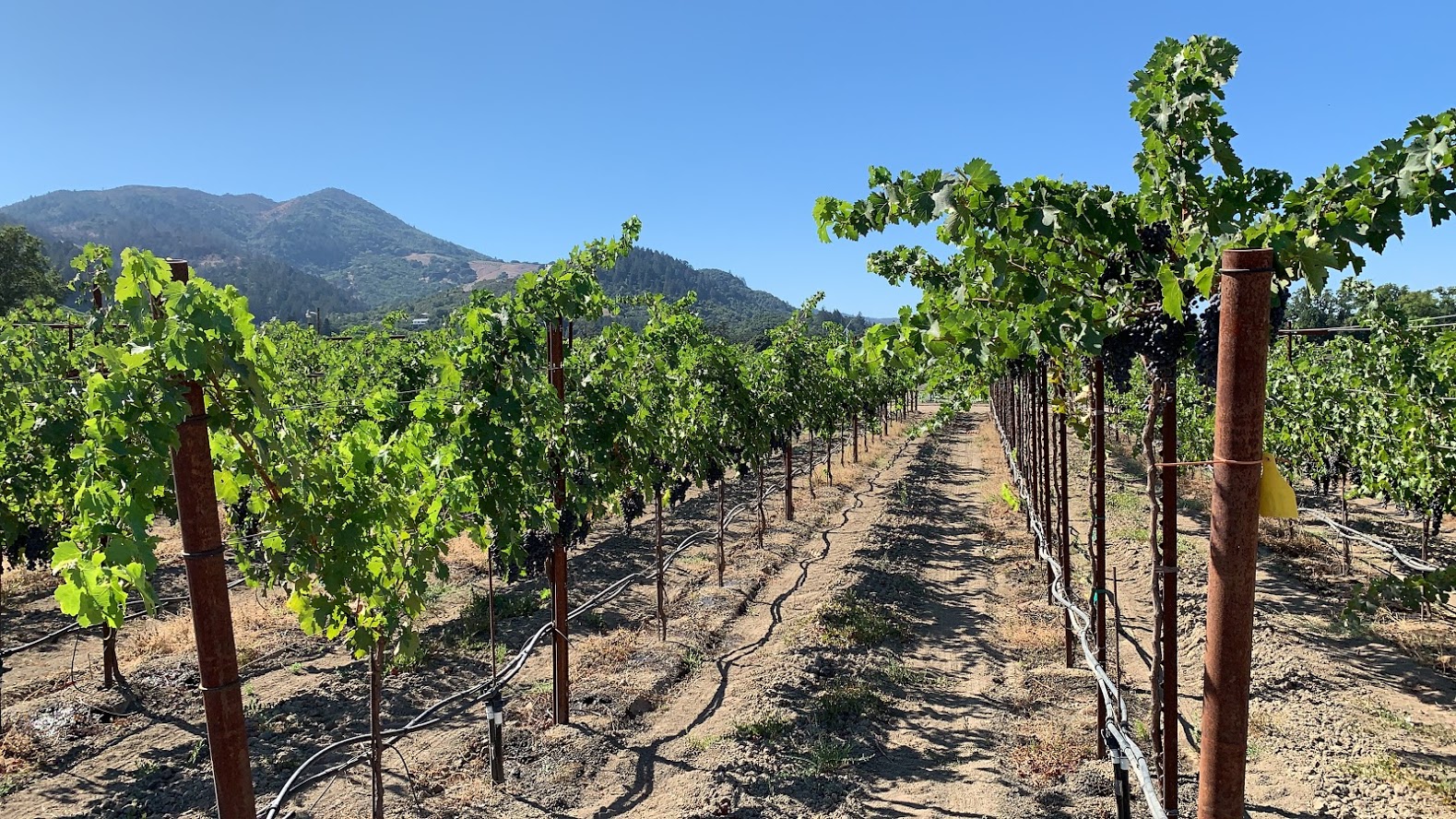 A portion of the contrasting trellis systems.