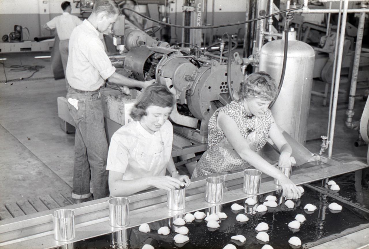 women canning pears from a conveyor belt into metal cans, circa 1950s.