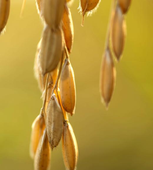Close-up of golden grains hanging against a blurred green background.
