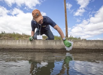 A person in a blue shirt and gloves leans over a concrete edge, collecting water samples.