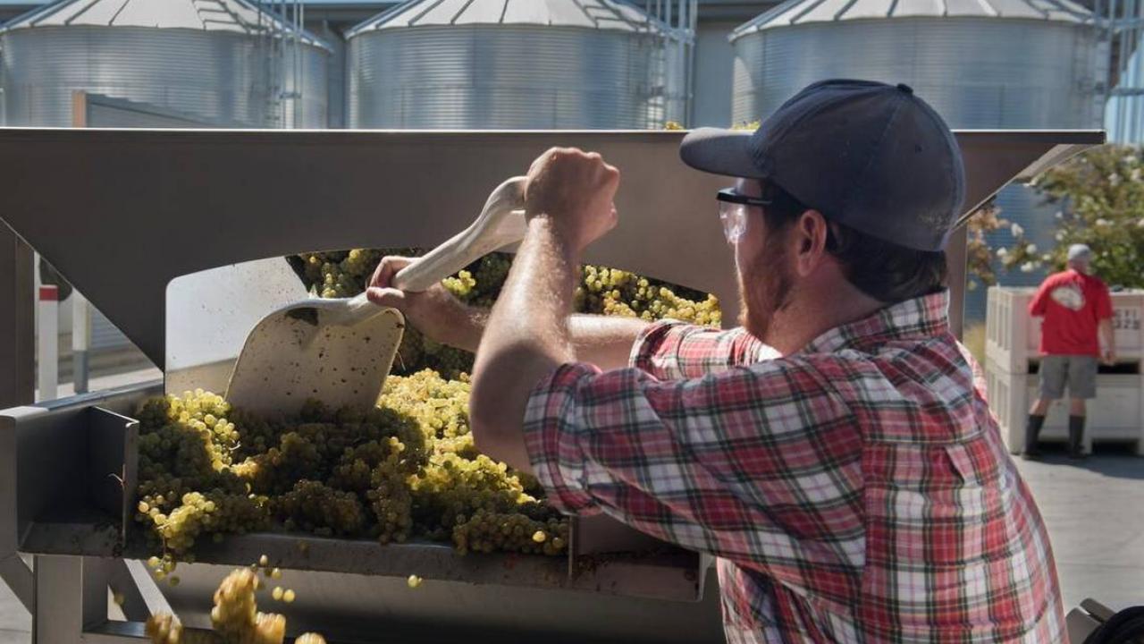 UC Davis student Eric Hildretch, 21, loads grapes into a hopper