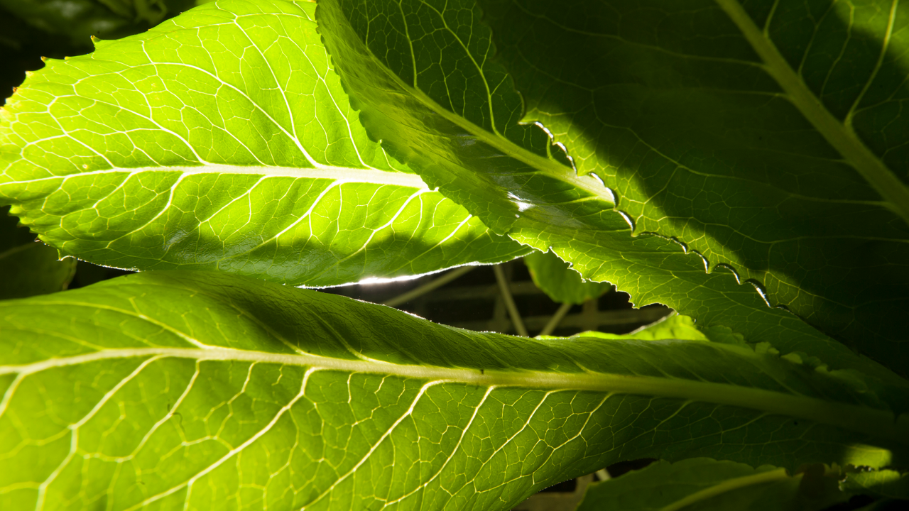 UC Davis is leading an effort to establish the California Center for Food Safety, bringing together statewide resources to help growers meet food safety standards. closeup of light shining through veins & stem on a green leaf