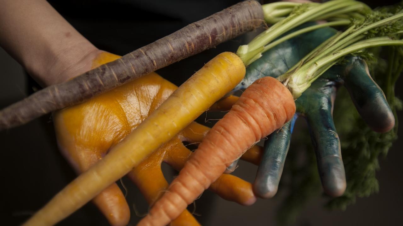 Image of hands holding purple, yellow and orange carrots