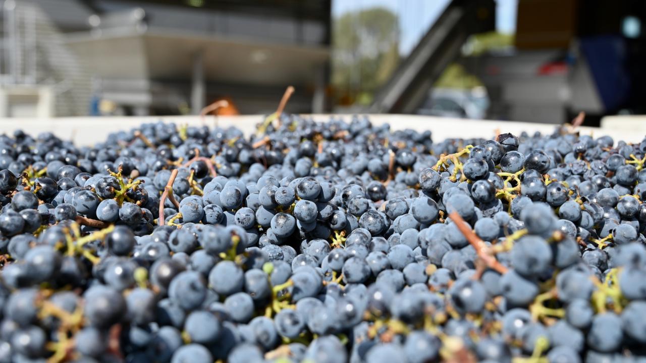 Grapes