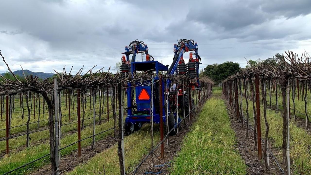 A University of California, Davis test vineyard in Oakville, Calif., is mechanically pruned.