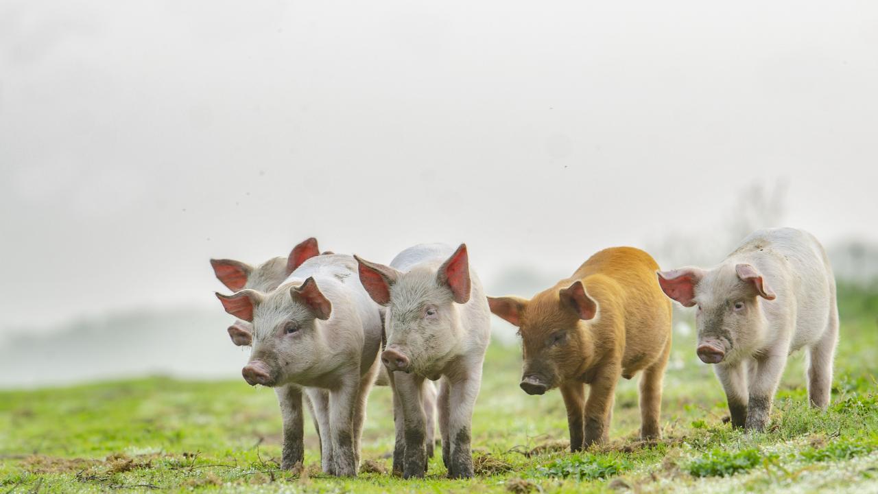image of pigs in field