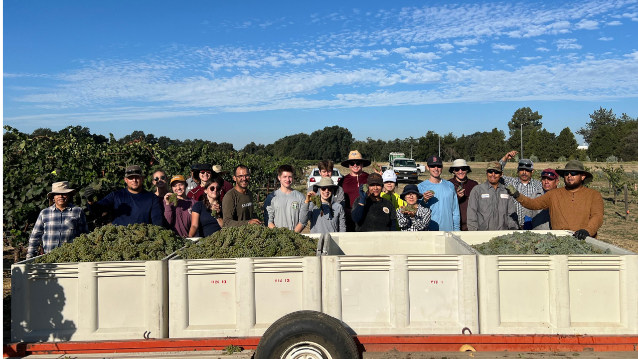 UC Davis Viticulture and Enology students, staff and interns pose behind bins of grapes in the vineyard