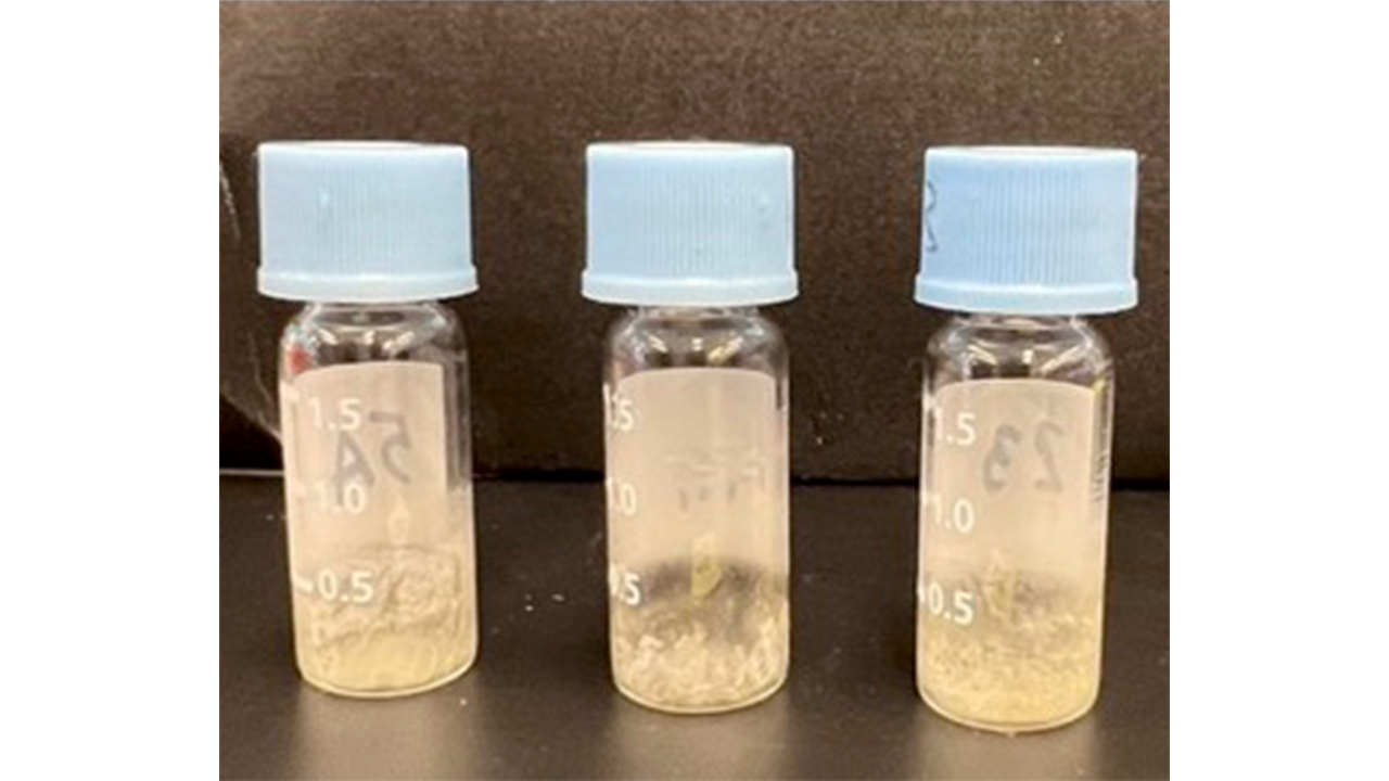 Fat extracted from Phaff Yeast Culture Collection yeasts grown on almond hull hydrolysate. Photo: Irnayuli Sitepu Fat extracted from Phaff Yeast Culture Collection yeasts grown on almond hull hydrolysate. Photo: Irnayuli Sitepu
