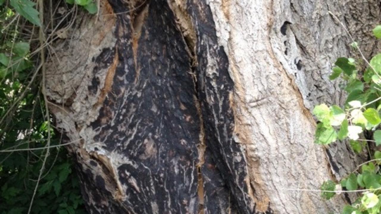 Yeast is found in many places, in this case, at the base of an oak.