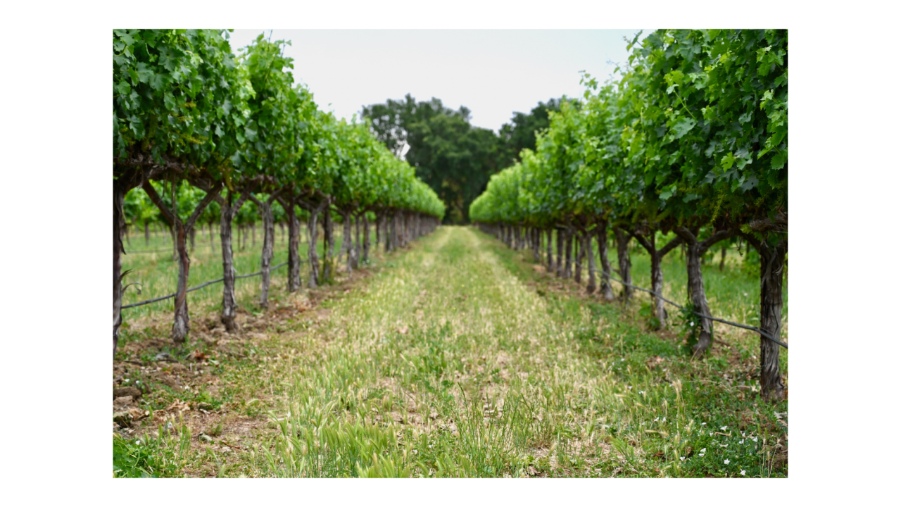 Vineyard
