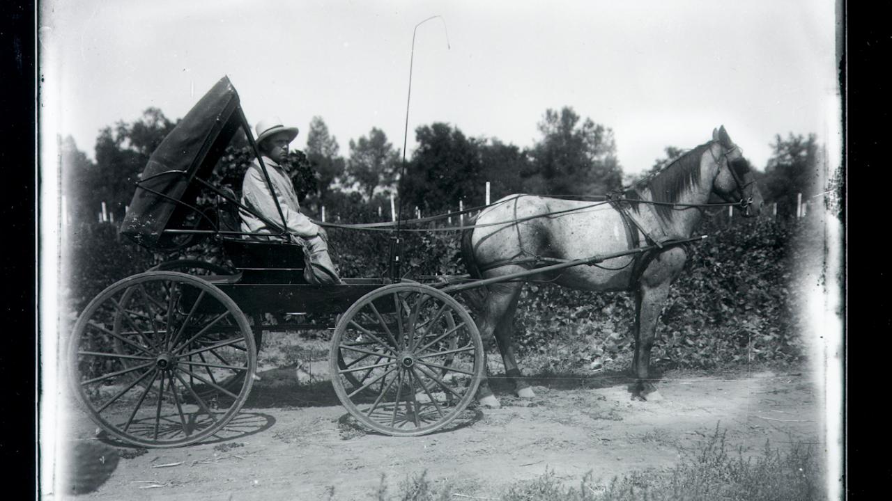 horse-drawn carriage in front of vineyard
