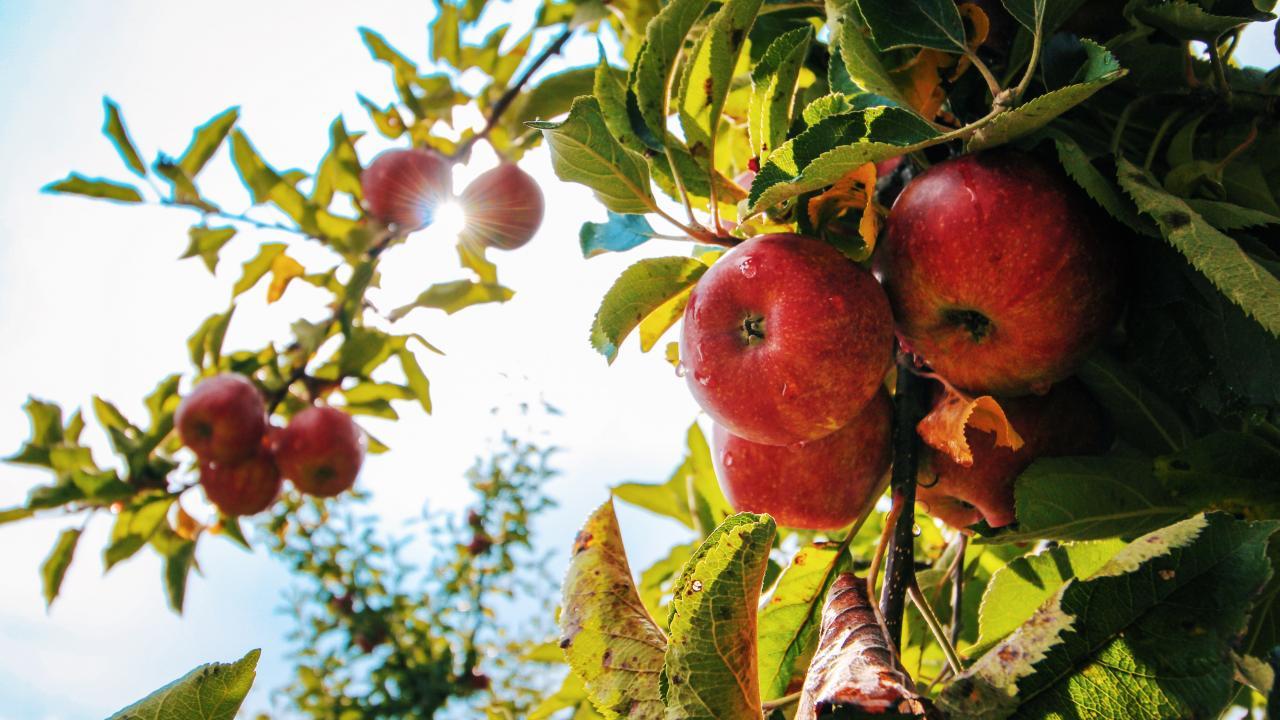 apples