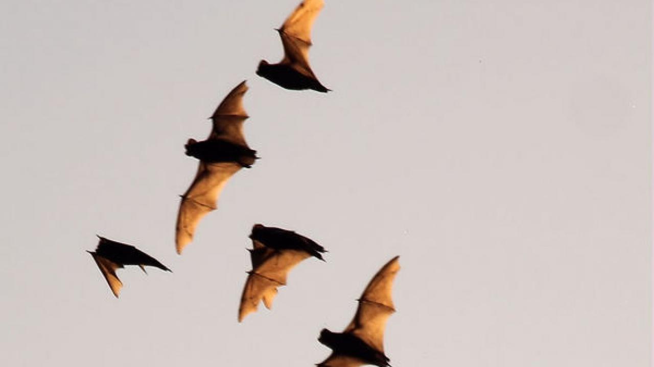 bats flying
