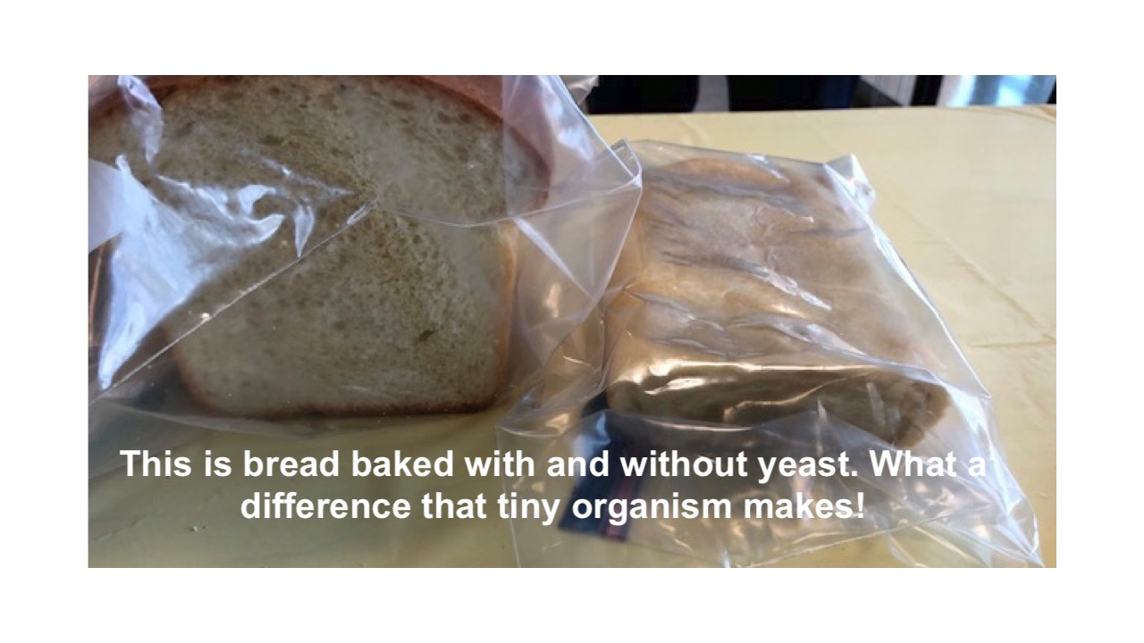 bread image - baked with and without yeast 