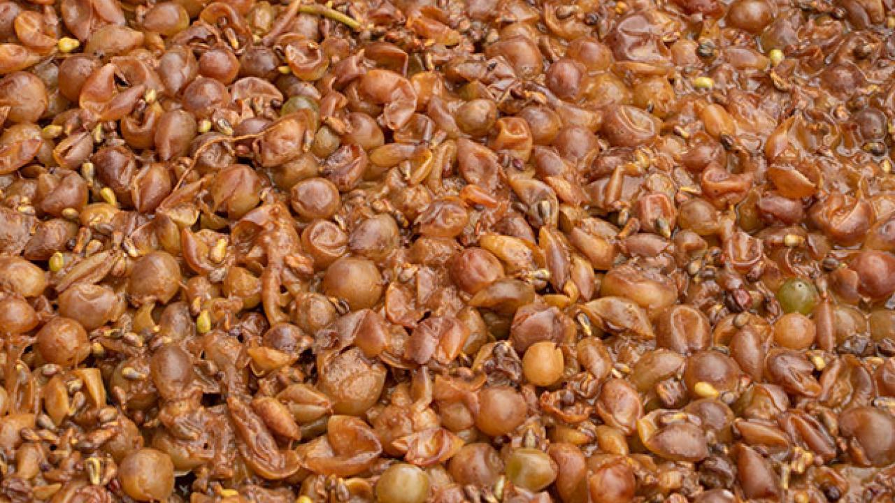 photo courtesy of Getty Images Chardonnay pomace image