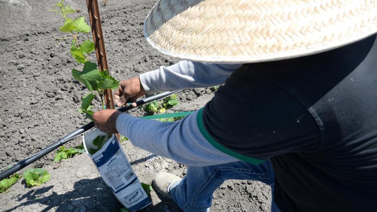 A laborer at Wilson Vineyards near Clarksburg. Due to a combination of factors, including people aging out of the industry and increased labor costs, some farmers are having a difficult time finding enough employes.