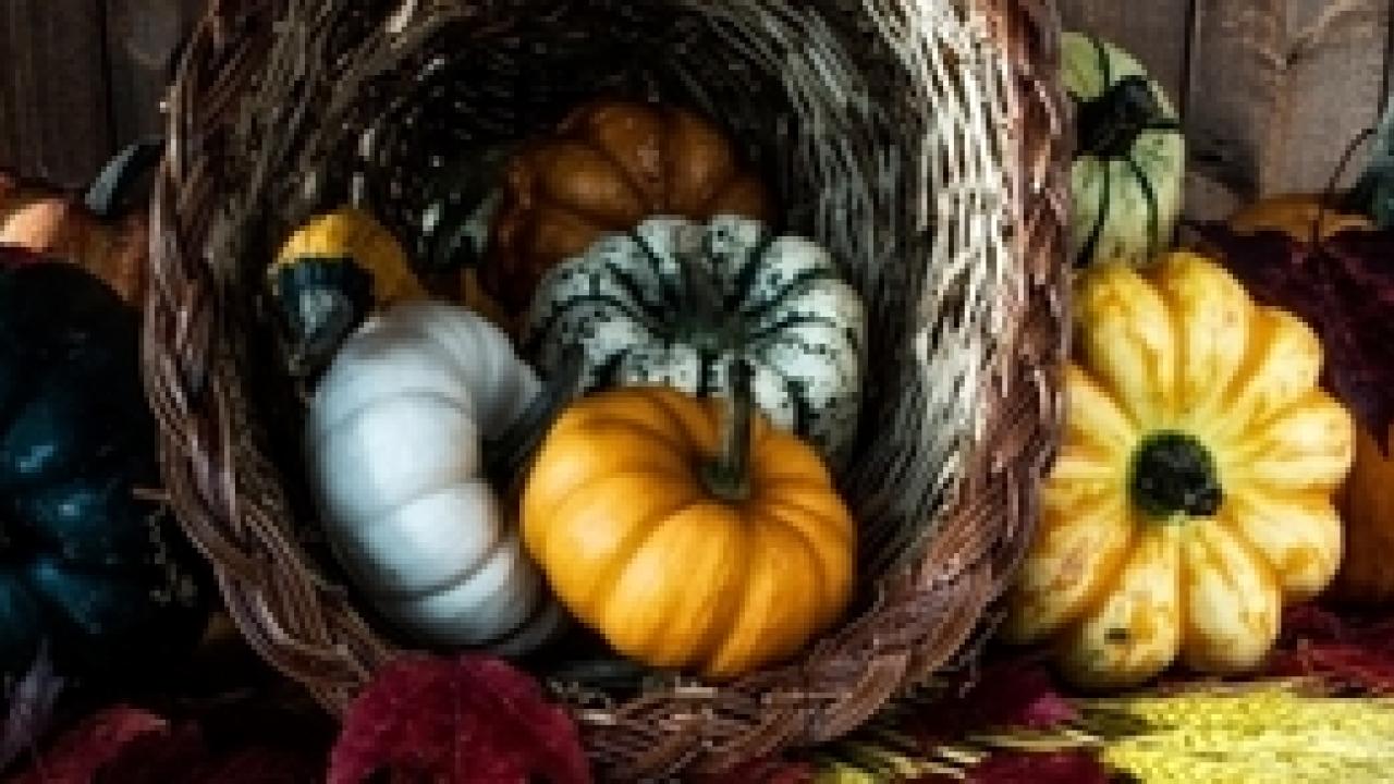 Harvested pumpkins