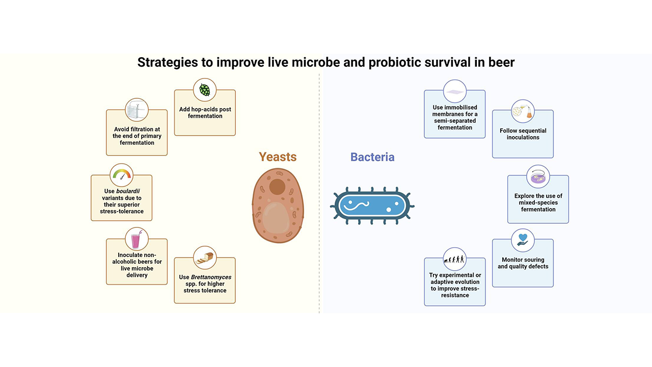 Image from beer microbes health article