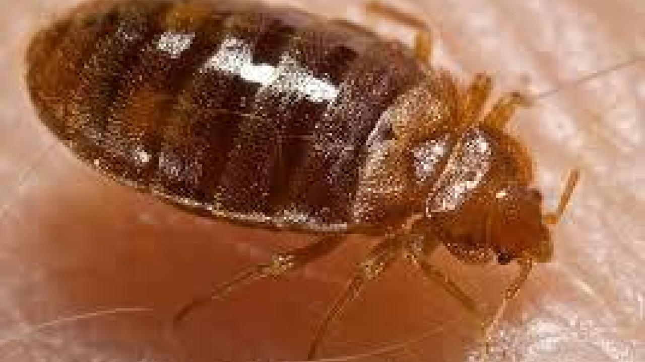 insect