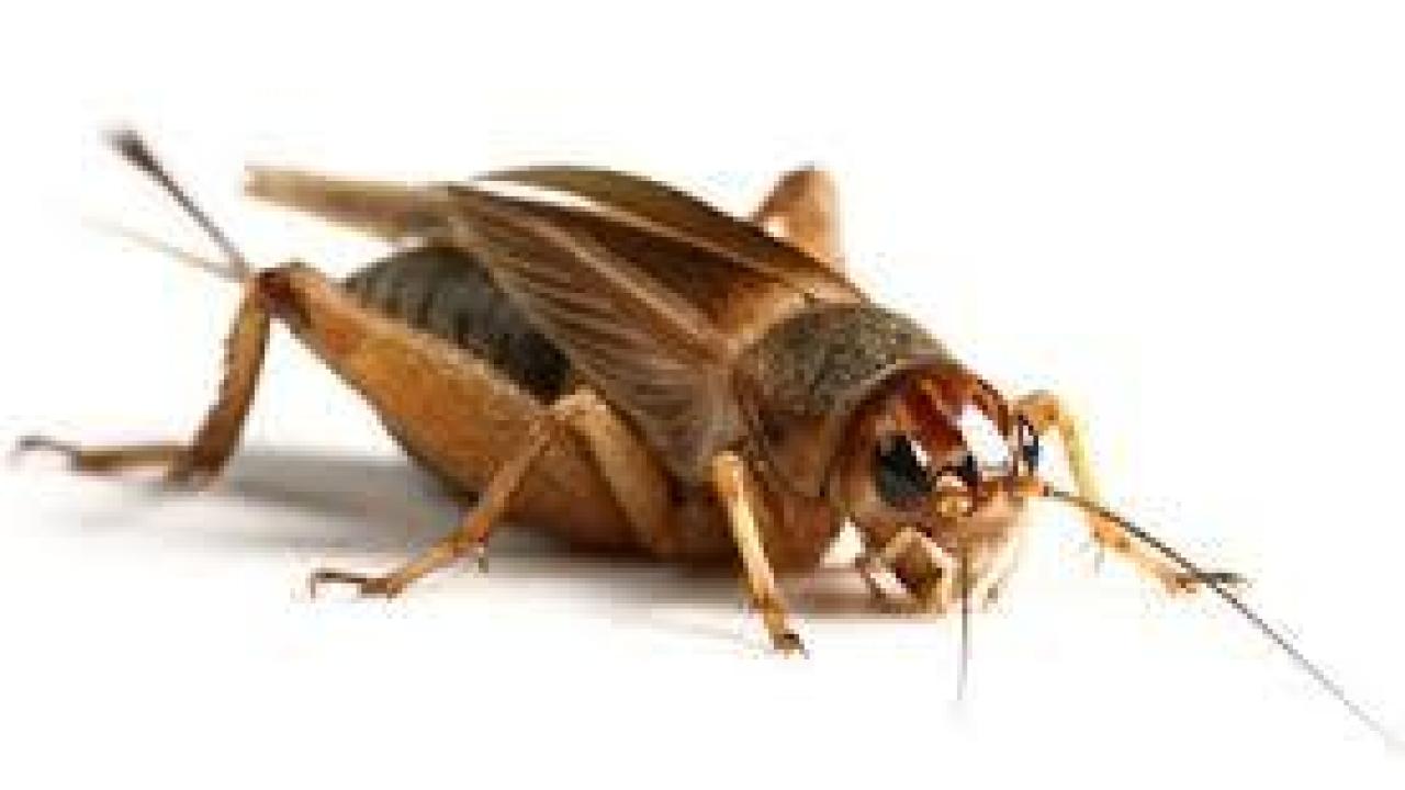 insect