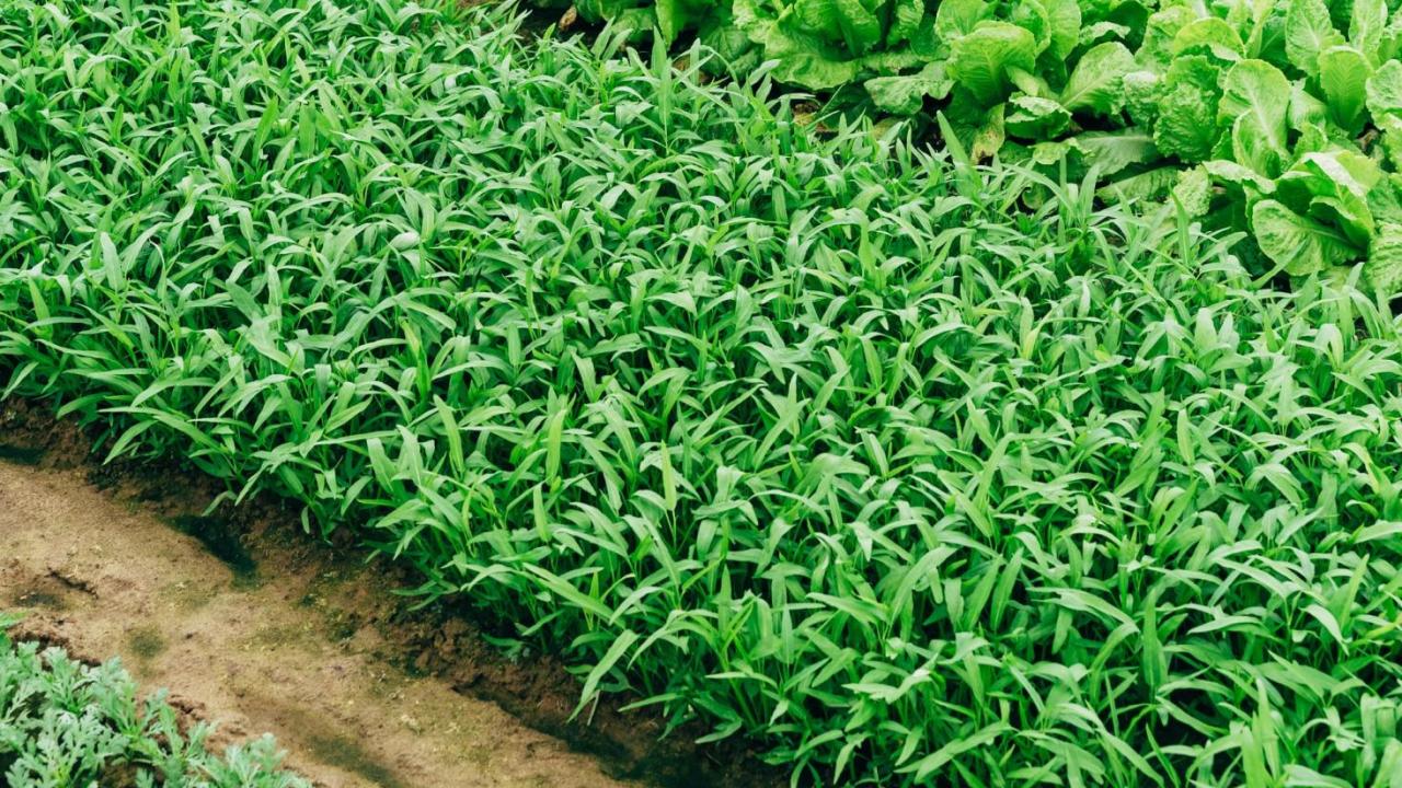 leafy greens pic unsplash