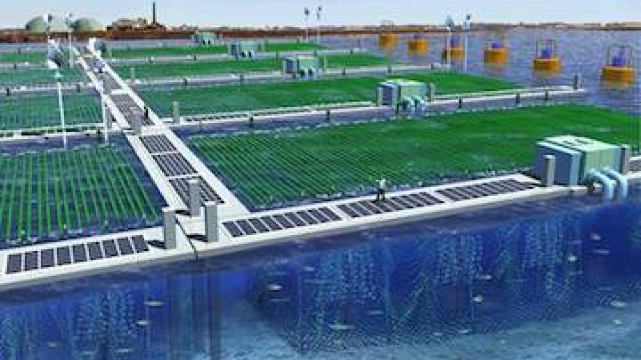 microalgae