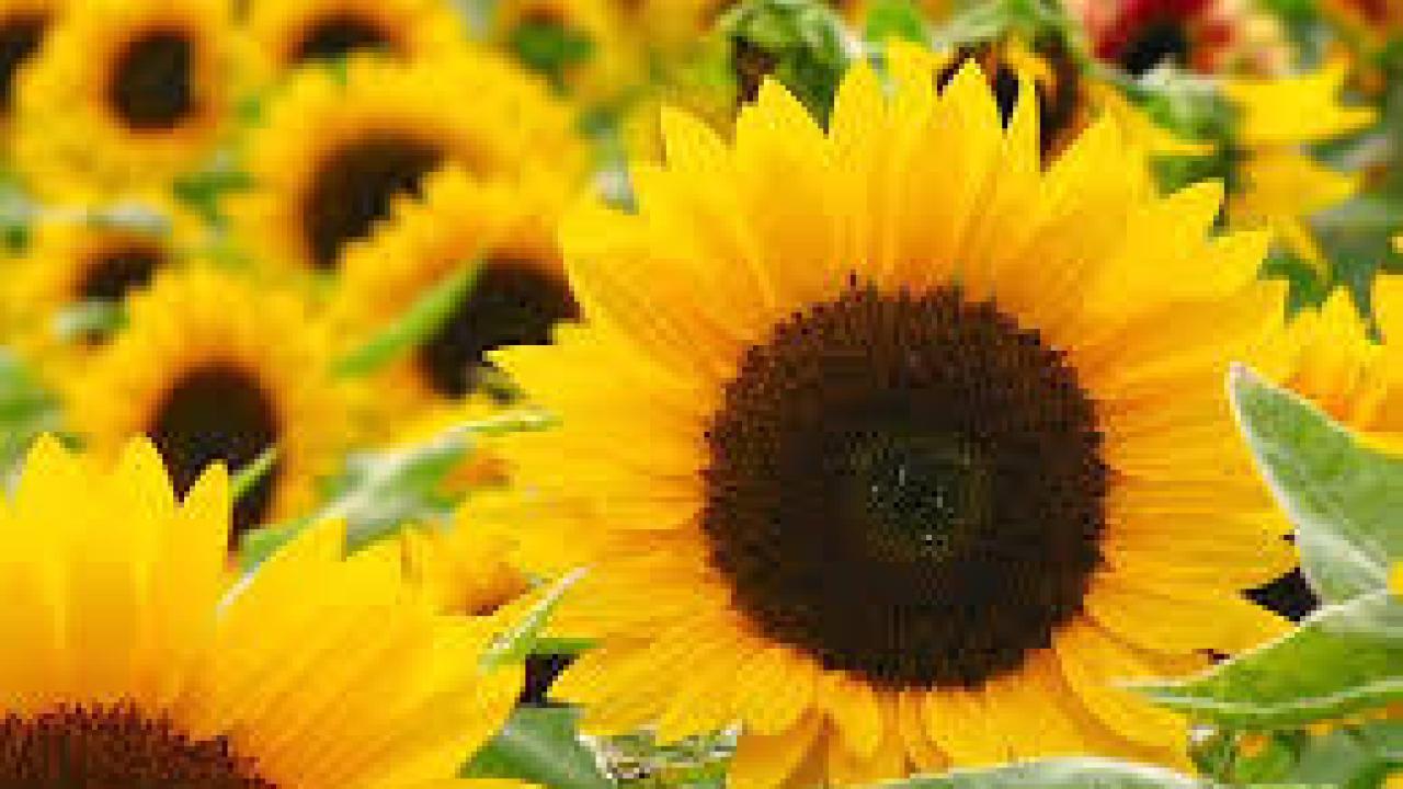 sun flowers
