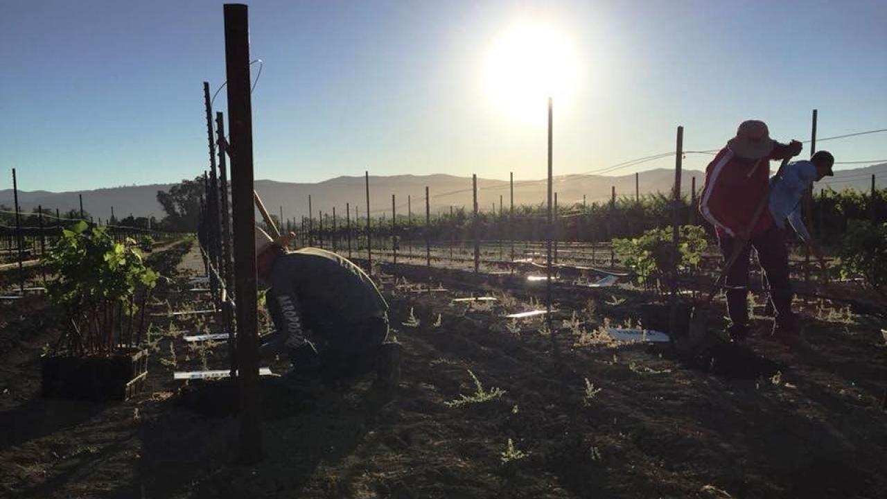 new vineyard being planted