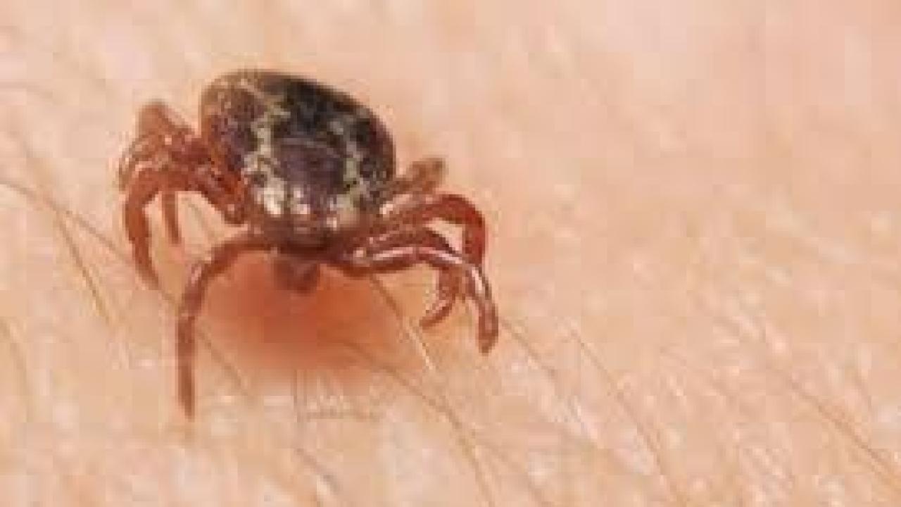 Spider
