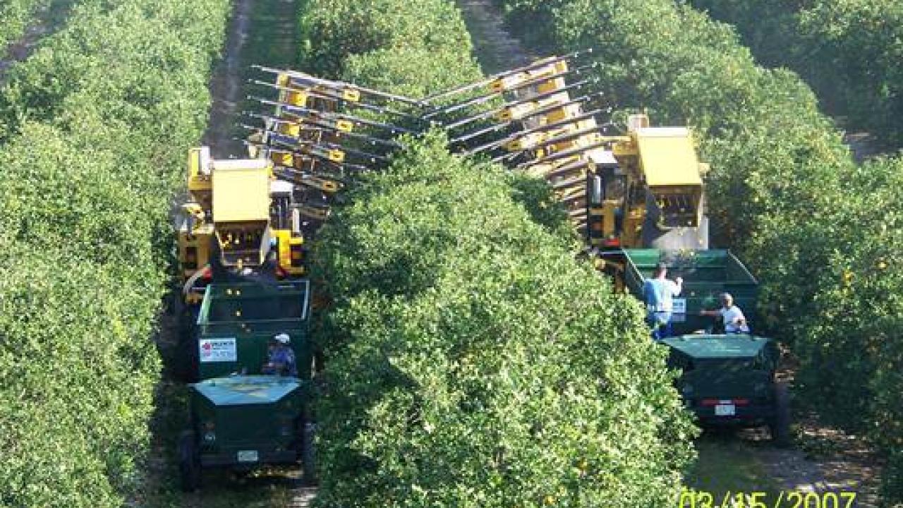 Mechanical Harvesting for Tree Crops