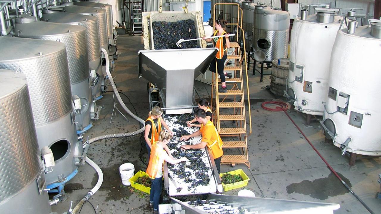 Students receiving grapes on the California State University, Fresno, sorting line. Students receiving grapes on the California State University, Fresno, sorting line.