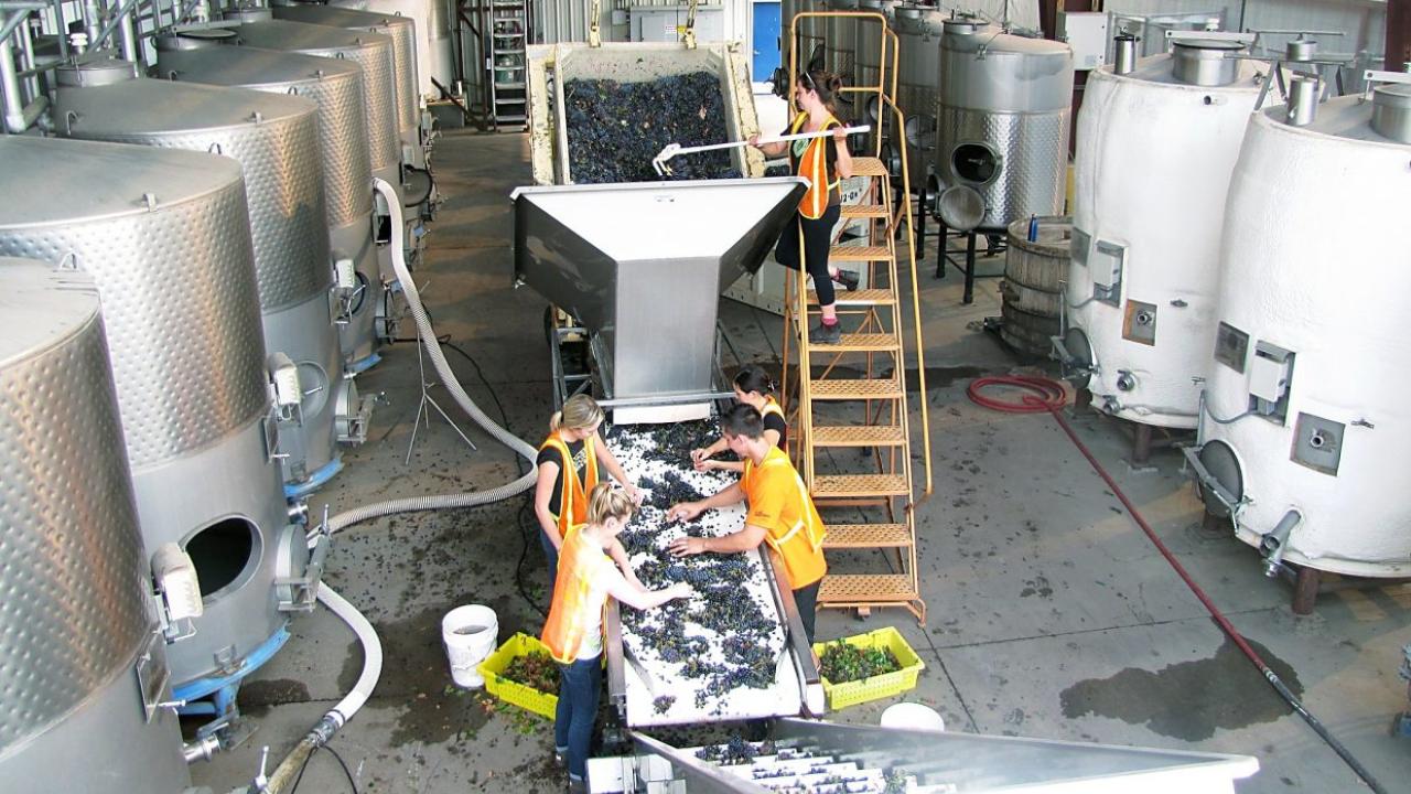 Students receiving grapes on the California State University, Fresno, sorting line.