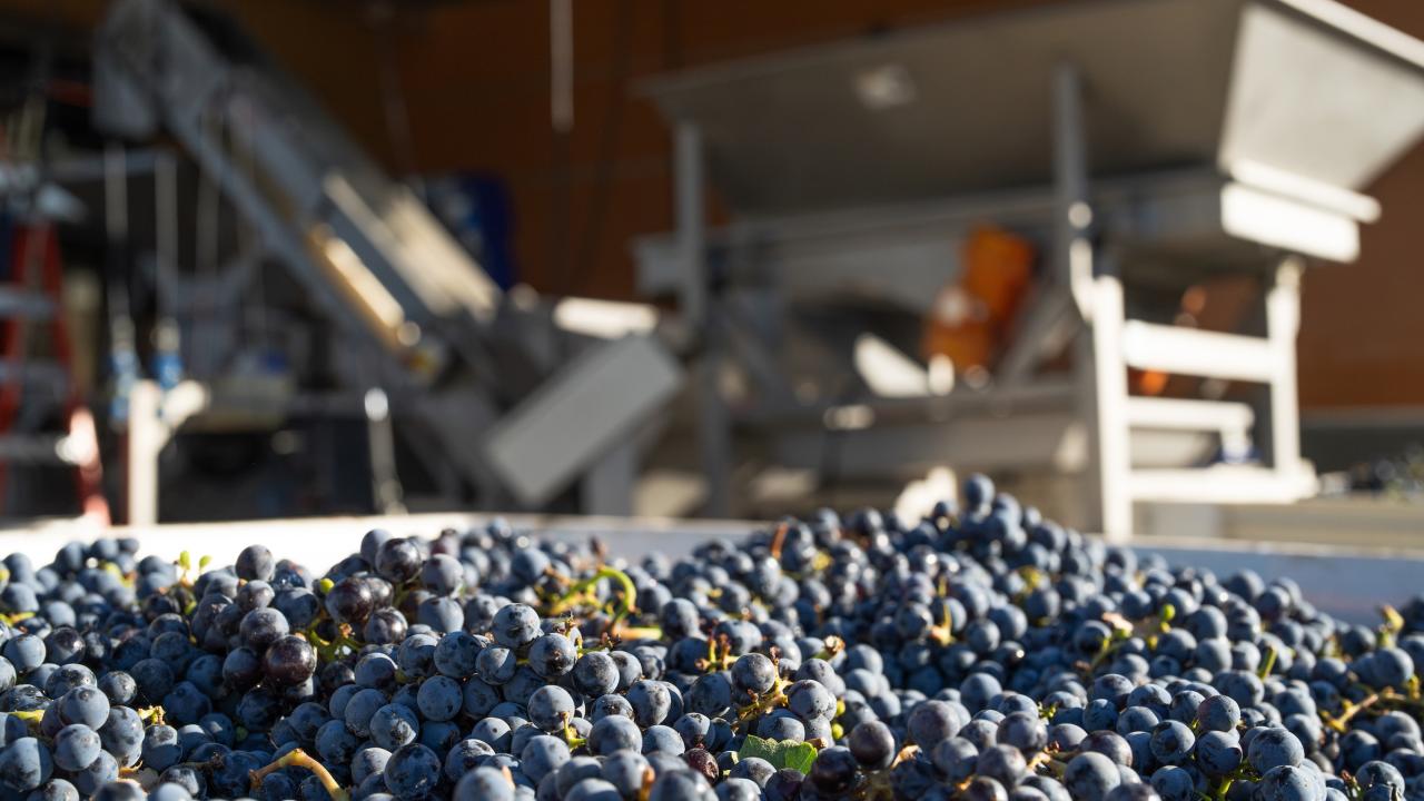 Red winegrapes