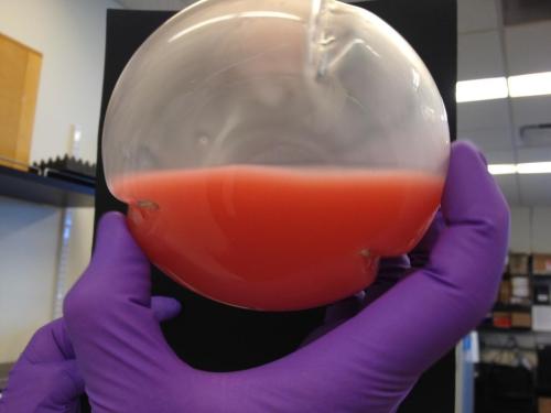 Gloved hand holds pinkish liquid in round baffled flask