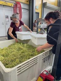 Attendees lifting grapes from a bin.