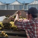 UC Davis student Eric Hildretch, 21, loads grapes into a hopper