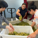 People taking green grapes out of a tub.