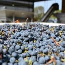 Grapes