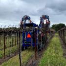 A University of California, Davis test vineyard in Oakville, Calif., is mechanically pruned.
