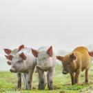 image of pigs in field