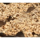 UC Davis researchers developed an online tool that tracks agricultural leftovers to help reduce food waste and inspire new uses. (Gregory Urquiaga/UC Davis)