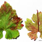 photo of leaves with red blotch disease