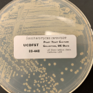 Yeast with label