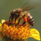 bee haven