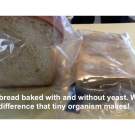 bread image - baked with and without yeast 